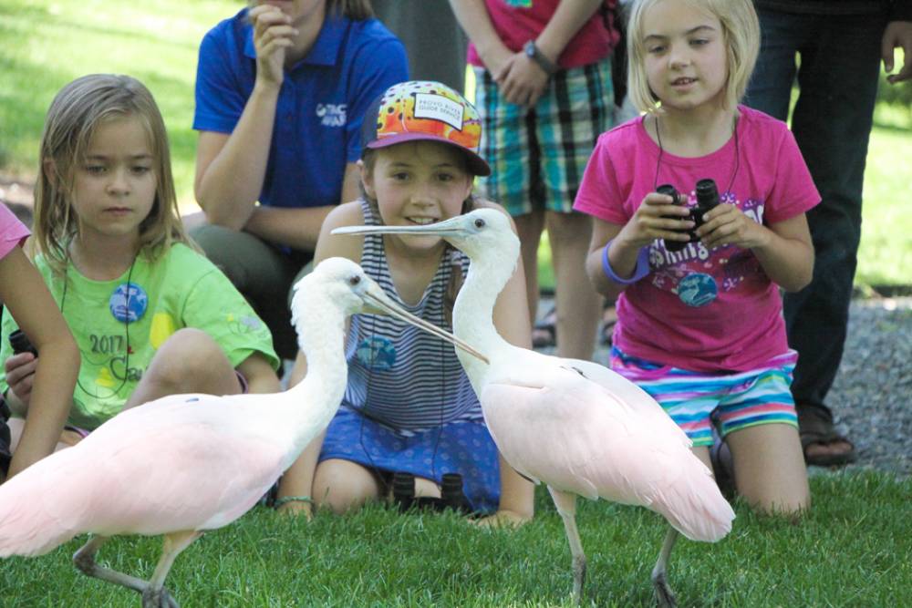 TOP UTAH ART CAMP: Avian Adventure Summer Camps is a Top Art Summer Camp located in Salt Lake City Utah offering many fun and enriching Art and other camp programs. 
